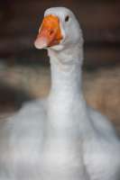 gus-2.webp
