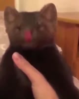 16620141275100.mp4
