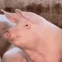 свин ніхуя собі.mp4