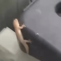 Тряска.webm