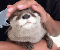 1756994053122.gif