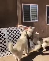 17035107076850.mp4