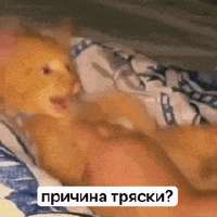 причина-тряски-тряска.gif