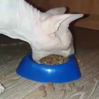 17518615608111.webm
