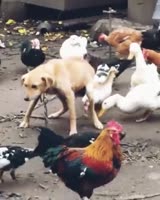 geeseeatingdogpoopstraightfromthesource-3dksvn7dg5aa1.mp4
