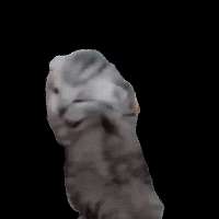 НЕЕЕЕТ.gif