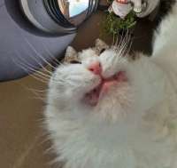 kitfu.jpg