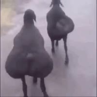 fatassgoat-goat.mp4