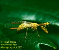 mantispastyriaca2553.jpg