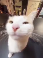 Буено.mp4