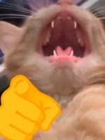 17368297193300.mp4