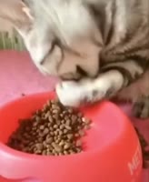 17444321167182.mp4