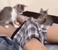 1747831884882.gif