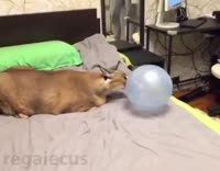 16238175486711.mp4
