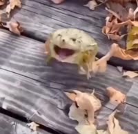 16588643345910.mp4