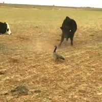 1747060135378.webm