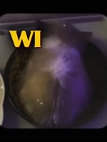 wiwiwi cat🥰 #cat #memes #funny #cute #animals #viralsound #wiwiwi.mp4