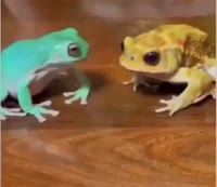 1747200997136.webm