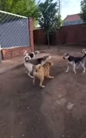 1747748223411.webm