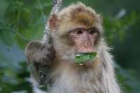 barbary-ape-15989521280.jpg