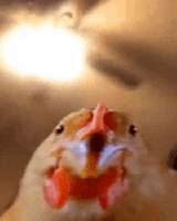 17463643434721.gif