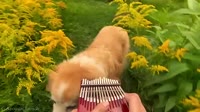 Here Comes The Sun on a Kalimba.mp4