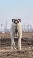 17468772782200.mp4