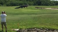 Giant Gator Walks Across Florida Golf Course GOLF.com.mp4