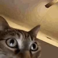 511.gif