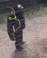 16807952211010.webm