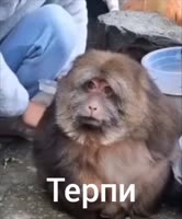 терпи.mp4