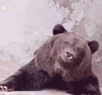 bear-drinking.gif