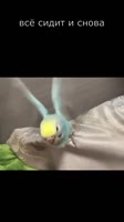 1747656138070.mp4