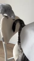 1749218849249.mp4