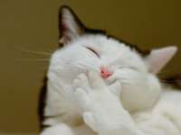 AnimalsCatsLaughingcat087909.jpg