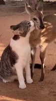 17475100968383.mp4