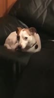 sup-dawg-sug.mp4