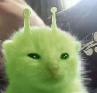 4236362.jpg
