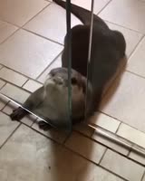 17093662957850.mp4