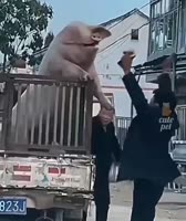 17451367988580.mp4