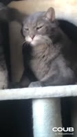 1748036046590.mp4