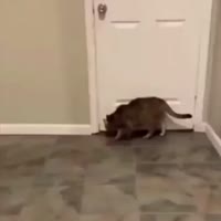 17013516886762.webm