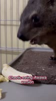 pablothehyraxx2025-05-11-03-08-531746914933544.mp4