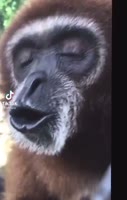 POOG.mp4