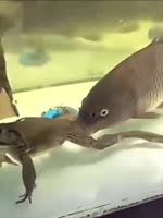17441293267820.mp4
