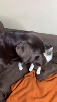 1748805883585.webm