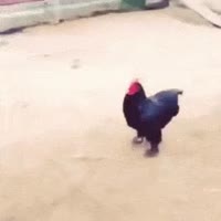 1000014128.mp4