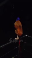 1659328311447.mp4