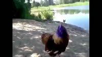 1690044165107.mp4