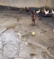 174825764006779428.mp4